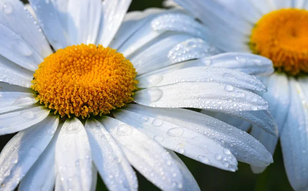 Big Daisy Flower Water Drops White Petals Rain Green Background — Stock Photo, Image
