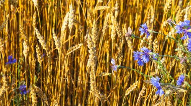 Altın, olgun buğday, çavdar tarlası. Seçilmeyi bekleyen sarı bir mısır kulağı görüntüsü. Kırmızı gelincikler ve mavi mısır çiçekleri mısırın kulakları arasında açar. Seçici odaklanma, bulanık. İyi hasat kavramı.
