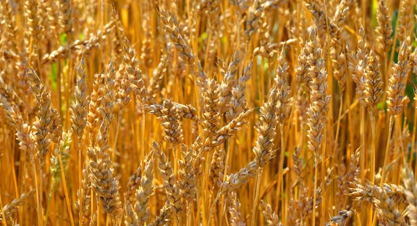 Zlatá Zralá Pšenice Žitné Pole Obrázek Žlutého Kukuřičného Ucha Čekajícího — Stock fotografie