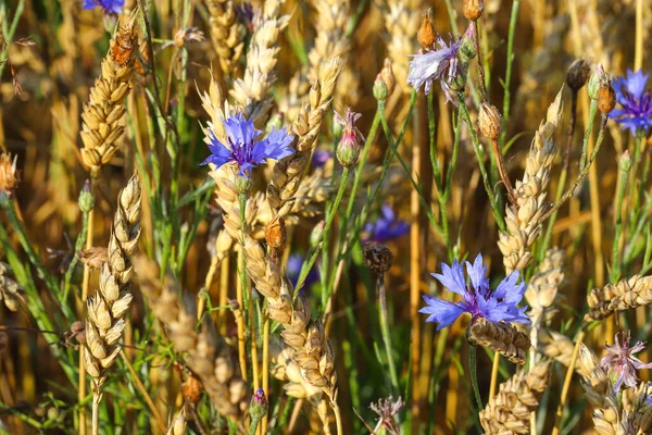 Altın, olgun buğday, çavdar tarlası. Seçilmeyi bekleyen sarı bir mısır kulağı görüntüsü. Kırmızı gelincikler ve mavi mısır çiçekleri mısırın kulakları arasında açar. Seçici odaklanma, bulanık. İyi hasat kavramı.