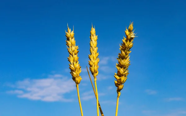 Three ears of ripe yellow wheat on the background of a bright blue sky symbolize the trident - the coat of arms of Ukraine. Russian-Ukrainian war, the trident is a symbol of Ukraine\'s victory.