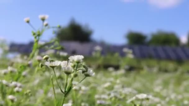 Een Groot Gazon Met Kleine Madeliefjes Bloemen Zwaaiend Wind Tegen — Stockvideo