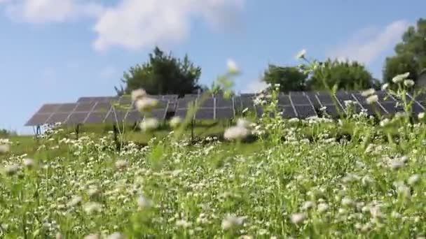Een Groot Gazon Met Kleine Madeliefjes Bloemen Zwaaiend Wind Tegen — Stockvideo