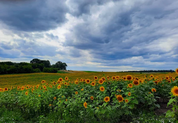 Plantation of sunflowers against the background of dark storm clouds, sky, approaching rain clouds. the concept of a good harvest, agriculture.