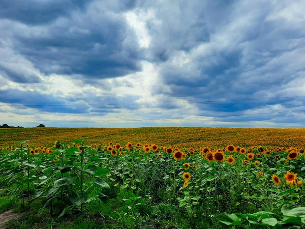 Plantation of sunflowers against the background of dark storm clouds, sky, approaching rain clouds. the concept of a good harvest, agriculture.