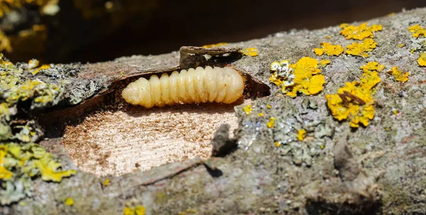 Larva Scarabeo Corteccia Parassita Uccelli Robusti Rode Legno Vecchio Secco — Foto Stock