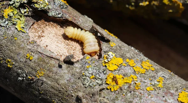 Larva Del Escarabajo Corteza Plaga Las Aves Resistentes Roe Madera — Foto de Stock