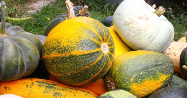 Küçük çaplı tarımda hasat. Tahıl sapları, mısır koçanları ve balkabakları toplanır ve işlenmeyi bekler. İyi hasat kavramı. Yiyecek krizi, kıtlık.