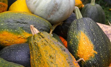 Küçük çaplı tarımda hasat. Tahıl sapları, mısır koçanları ve balkabakları toplanır ve işlenmeyi bekler. İyi hasat kavramı. Yiyecek krizi, kıtlık.