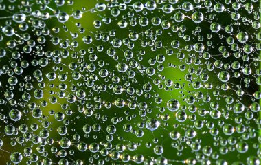 Ağdaki çiy damlaları. Doğal desen. Yeşil arka plan. Yumuşak güneş ışığı. Makro fotoğrafçılık, grafik kaynakları