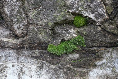 Yeşil liken taşta yetişir. Yosun kaplı doğal bir taş. Doğa konsepti. Taş gibi yakın plan. Kalıplı ve yosunlu taşın rahatlaması ve dokusu.