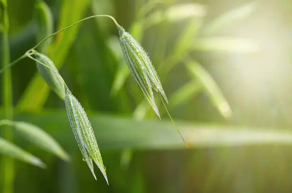 Young green oats on the field in the morning dew. A field of young green oats. The concept of a good harvest, agriculture. Food crisis.