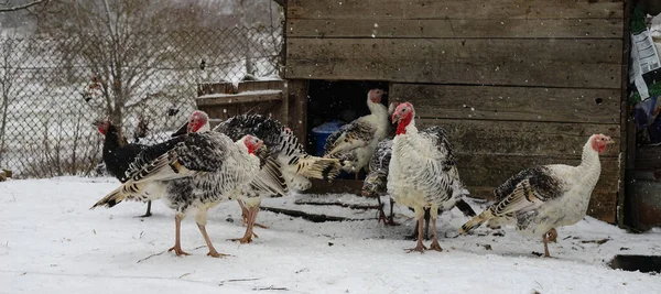 A flock of white turkeys in a winter country yard close-up. Free range turkeys. Rural scene with domestic birds.
