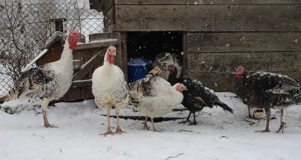 A flock of white turkeys in a winter country yard close-up. Free range turkeys. Rural scene with domestic birds.