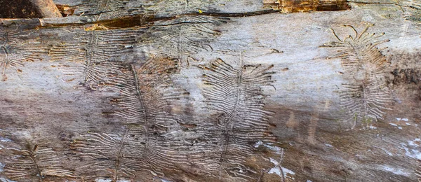 Texture of old wood trunk, tunnels made by bark beetle. Background, texture.