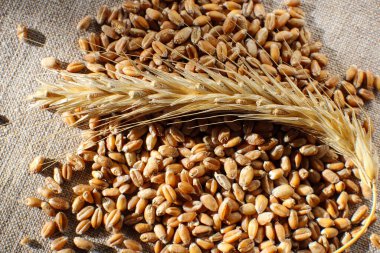 Bir buğday kulağı ve bir çuval kumaşın üzerinde bir buğday tanesi. Tahıl hasadı ve tarım kavramı. Dünya gıda krizi.