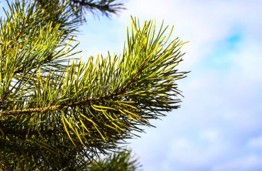 Çam ağacının yemyeşil bir dalı derin mavi bir gökyüzünün arka planına karşı. Ukrayna, Avrupa