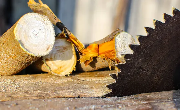 Elektrikli testere ile odun toplamak, odun kesmek. Bir testerenin dişleri ve yakın plan yakacak odunları..
