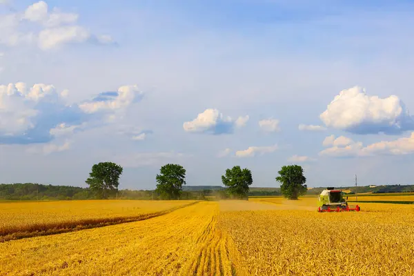 Bir hasat işçisi güneşli bir yaz gününde buğday hasat eder. Sarı buğday, beyaz bulutlu parlak mavi gökyüzü. Ukrayna tahılı. İyi hasat kavramı, dünya gıda krizi.