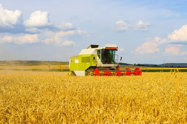 Bir hasat işçisi güneşli bir yaz gününde buğday hasat eder. Sarı buğday, beyaz bulutlu parlak mavi gökyüzü. Ukrayna tahılı. İyi hasat kavramı, dünya gıda krizi.