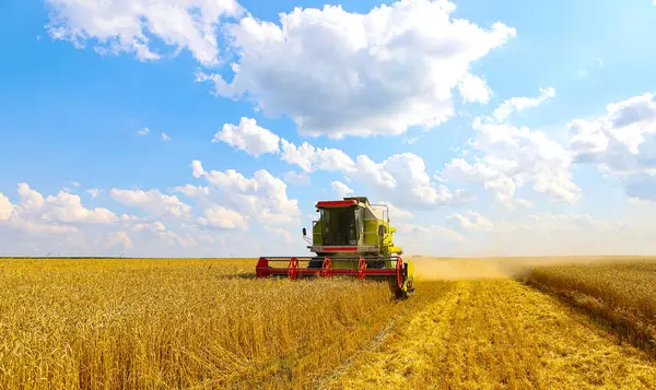 Комбайн Збирає Пшеницю Сонячний Літній День Жовта Пшениця Яскраво Синє Стокове Фото
