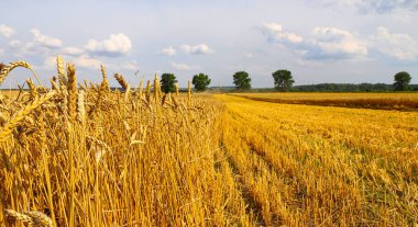 Buğday kulakları hasat edilmeye hazır, yakın plan, güneş ışığıyla aydınlatılmış, gökyüzüne karşı. Ufuktaki güneş ışığını kopyala. Zengin hasat fikri. Dünya gıda krizi.