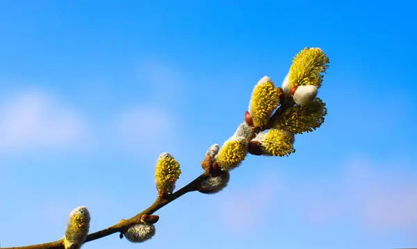 Fluffy yellow earrings with a willow tree on a blurred background in the rays of the spring sun. A willow branch with earrings is a symbol of Palm Sunday and Easter.