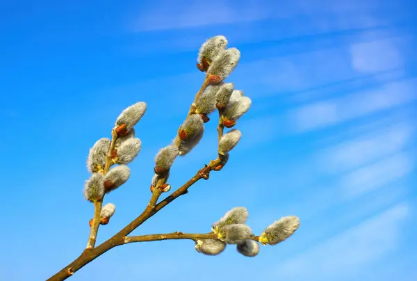 Bahar güneşi ışınlarında bulanık bir arka planda söğüt ağacı olan tüylü sarı küpeler. Küpeli söğüt dalı, Palm Sunday ve Paskalya 'nın sembolüdür..