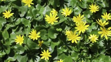 Küçük sarı çiçekler bahar rüzgarının nefesinden yeşil çimlerde sallanıyor. Yukarıdan görüntüle.