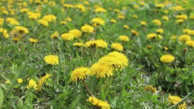 Sarı karahindibaların rüzgarda sallandığı yeşil bir tarla. Zemindeki sarı bahar çiçeklerine, sabah güneşinin ışınlarına, çiçeklerdeki çiy tanelerine yakın çekim. İlaç fabrikası..