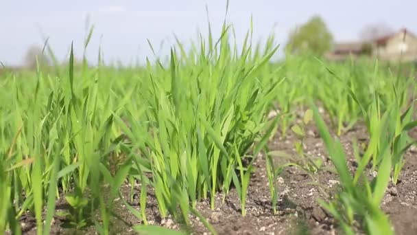 Paisagem Mudas Cereais Jovens Crescendo Campo Trigo Verde Crescer Solo — Vídeo de Stock