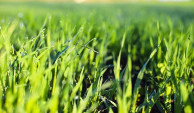 Sabah çiğ tanelerinde filizlenen buğday filizleri ve değişen bahar-yaz güneşi. İyi hasat ve tarım kavramı. Dünya gıda krizi.