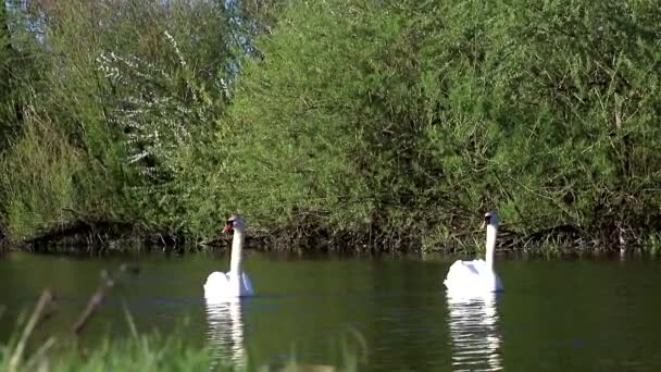 Para Białych Łabędzi Pływa Jeziorze Odbiciem Wodzie Piękne Szlachetne Duże — Wideo stockowe