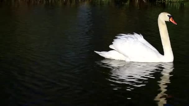 Para Białych Łabędzi Pływa Jeziorze Odbiciem Wodzie Piękne Szlachetne Duże — Wideo stockowe