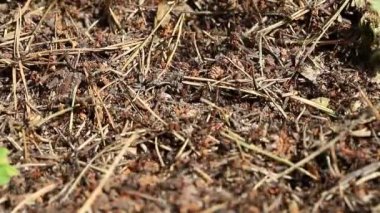 Büyük siyah ve kırmızı karıncalar büyük bir karınca yuvasının etrafında kaotik bir şekilde hareket ederler. Üst manzara, sığ alan derinliği. Vahşi doğa..