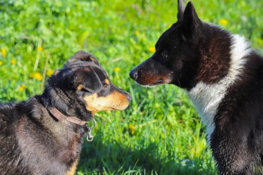 Two black dogs, a larger one and a smaller one, are looking at each other intently. Familiarity for further play. Category of domestic animals. clipart