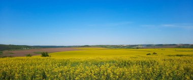 Güzel sarı çiçek açan kolza tohumu tarlası, bahar mavisi gökyüzü. Güneşli bir bahar gününde Ukrayna 'nın tarım manzarası. Çevre dostu tarım kavramı.