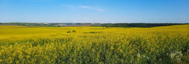 Güzel sarı çiçek açan kolza tohumu tarlası, bahar mavisi gökyüzü. Güneşli bir bahar gününde Ukrayna 'nın tarım manzarası. Çevre dostu tarım kavramı.