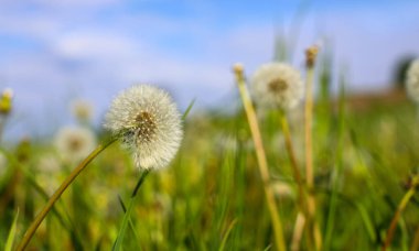 Beyaz şemsiyeler, karahindiba paraşütleri. Beyaz paraşütlerin yakın plan görüntüsü sabah güneşinin ışınları altında koyu mavi bir gökyüzüne doğru çekildi. İlaç fabrikası..