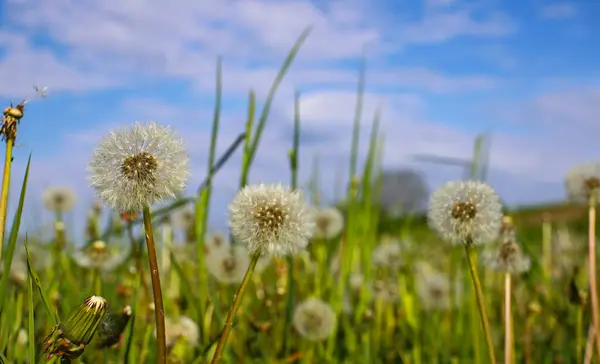 Beyaz şemsiyeler, karahindiba paraşütleri. Beyaz paraşütlerin yakın plan görüntüsü sabah güneşinin ışınları altında koyu mavi bir gökyüzüne doğru çekildi. İlaç fabrikası..