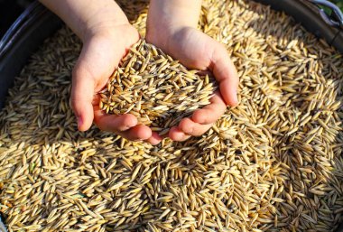 Çiftçinin ellerine yulaf taneleri serpilmiş. Bir adamın elinde altın bir tohum. Çocukların elinde buğday taneleri. Yüzeyin derinliği. İyi hasat, dünya gıda krizi.