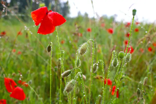 Yağmur damlalarında tarla çiçekleri. Kırmızı gelinciklerin ıslak yaprakları ve diğer kır çiçekleri ve yağmur damlaları yakın planda. Yaz yağmurlu günü.