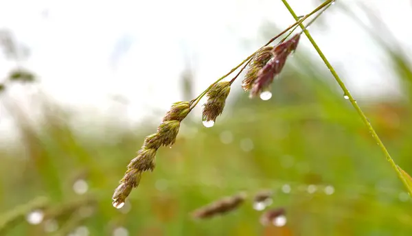 Yağmur damlalarında tarla çiçekleri. Kırmızı gelinciklerin ıslak yaprakları ve diğer kır çiçekleri ve yağmur damlaları yakın planda. Yaz yağmurlu günü.
