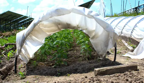  Biber tohumları en basit minyatür ev serasına dikilir düşük bir tünel şeklinde ve agrofiberle kaplıdır. İyi hasat kavramı, dünya gıda krizi