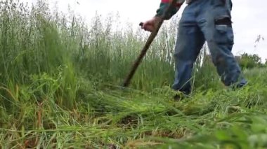 Bir çiftçi kırsalda yiyecek toplarken bir el tırpanla çim biçer. Olgun bir çiftçi, sığır yemi olarak taze yeşil çavdar biçer..