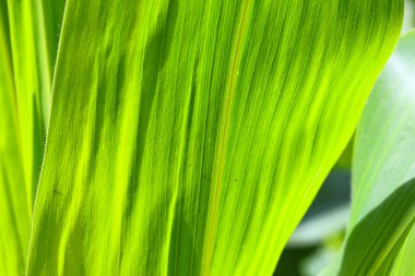 Güneş ışığında yeşil mısır yaprağı. Güneş ışığında dalgalı yeşil mısır yaprakları (Zea mays) (makro, yatay, üst görünüm, doku))