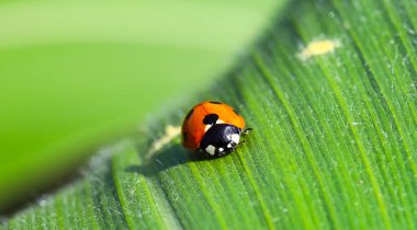 Kırmızı yedi benekli uğur kuşu (Coccinella septempunctata) güneşteki yeşil bir mısır yaprağının üzerine iner. Flora ve Fauna