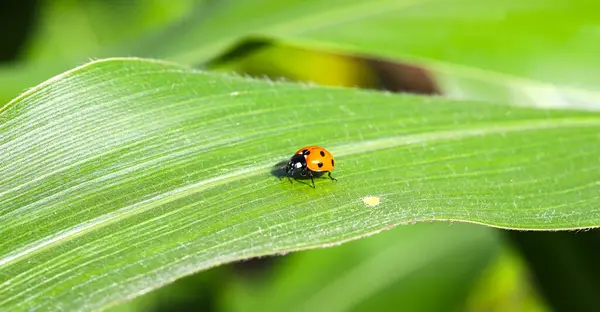 Kırmızı yedi benekli uğur kuşu (Coccinella septempunctata) güneşteki yeşil bir mısır yaprağının üzerine iner. Flora ve Fauna