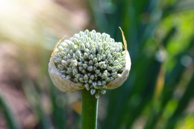 Soğan çiçeği yakın plan, soğan ekimi. İlaç fabrikası. İyi hasat kavramı.