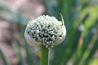 Soğan çiçeği yakın plan, soğan ekimi. İlaç fabrikası. İyi hasat kavramı.